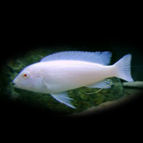 Pseudotropheus socolofi albin XL