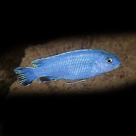 Pseudotropheus sp. « burower" XL