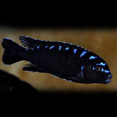 Pseudotropheus sp. neon spot 4 - 5 cm