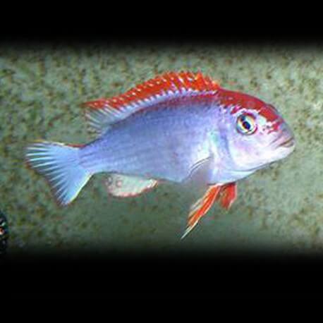 Pseudotropheus sp. red top cobalt 4-5cm