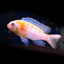 Pseudotropheus tropheops albinos 5-6cm