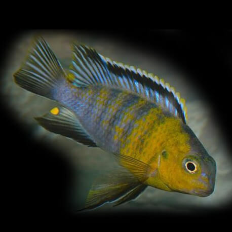 Pseudotropheus tropheops marm. 5-6,5cm