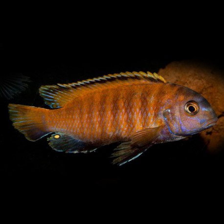 Pseudotropheus tropheops red fin 4 - 5 cm