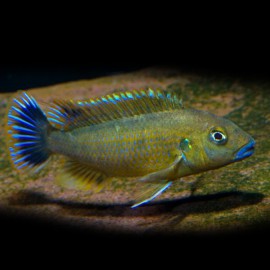 Pseudotropheus wiliamsi 4 - 5 cm