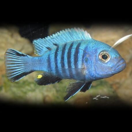 Pseudotropheus zebra 5 - 7 cm