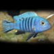 Pseudotropheus zebra > 8 cm