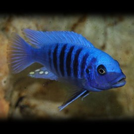 Pseudotropheus zebra blue + blue 2 - 3 cm