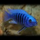 Pseudotropheus zebra blue + blue 4 - 5 cm