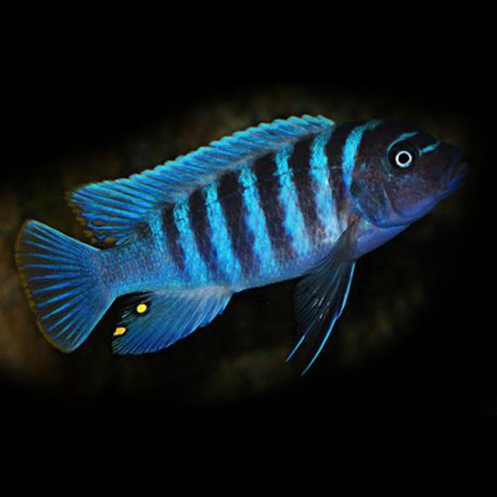 Pseudotropheus zebra bright blue 4 - 5 cm