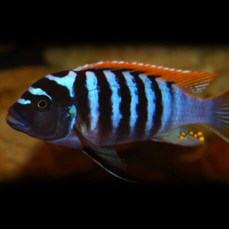 Pseudotropheus zebra red + blue 7 - 9 cm