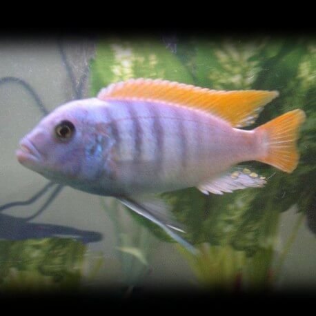 Pseudotropheus zebra red fin 4 - 5 cm