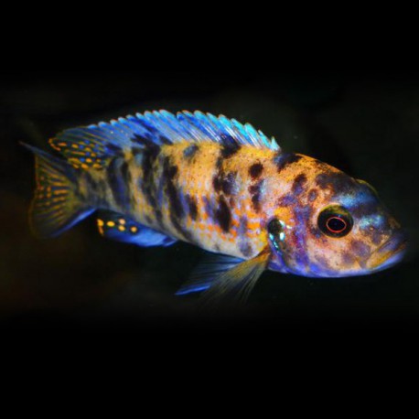 Pseudotropheus zebra red ob 4 - 5 cm