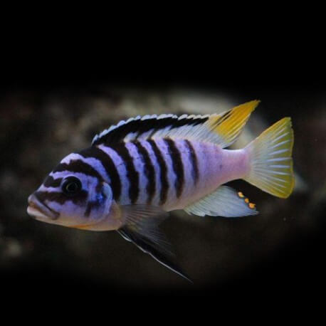 Pseudotropheus zebra Lundo 4-5cm