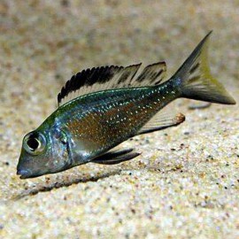 Callochromis macrops 5,5 - 7 cm