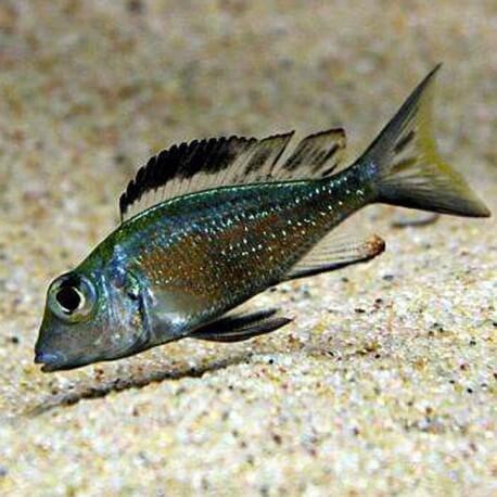 Callochromis macrops 5,5 - 7 cm