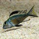 Callochromis macrops 4 - 5 cm