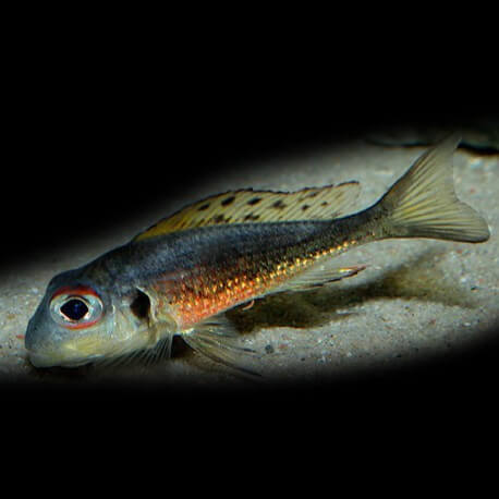 Callochromis melanostigma 4 - 5 cm