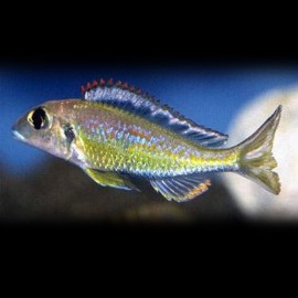 Callochromis pleurospius 4 - 5 cm