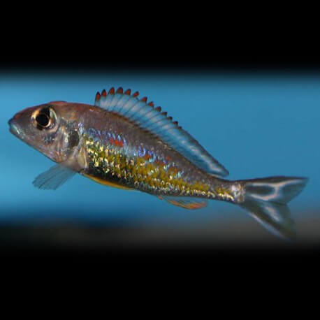 Callochromis stappersi 3 - 4 cm