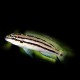 Chalinochromis bifrenatus 4 - 5 cm