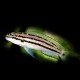 Chalinochromis popelini 4-5cm