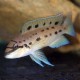 Chalinochromis species ndobhoi 4-5,5cm