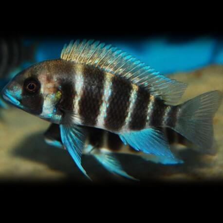 Cyphotilapia frontosa bangwe 4 - 5 cm