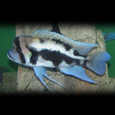 Cyphotilapia frontosa black widow 5 - 6 cm