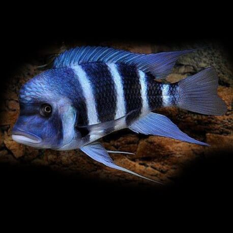 Cyphotilapia frontosa mpimbwe blu 5 - 8 cm