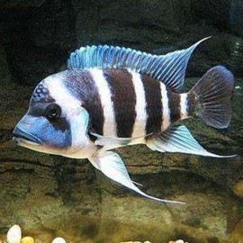 Cyphotilapia frontosa sambia blue 3 - 4 cm