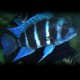 Cyphotilapia gibberosa blue Zaire Moba 25-30 cm