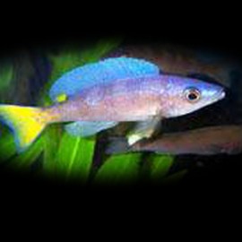 Cyprichromis lept. jumbo malasa 5 - 6 cm