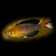 Cyprichromis lept. jumbo yellow 4 - 5 cm