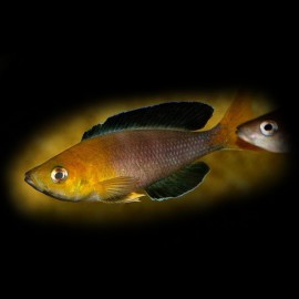Cyprichromis lept. jumbo yellow 4 - 5 cm