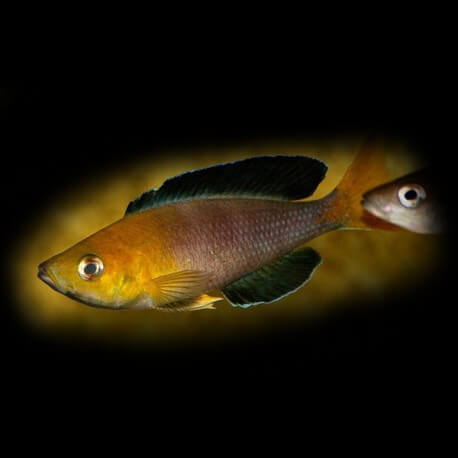Cyprichromis lept. jumbo yellow XL