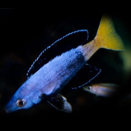 Cyprichromis lept. kitumba jumbo 4 - 5 cm