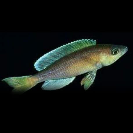 cyprichromis leptosoma chipimbi 4-5cm