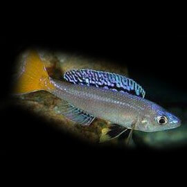 Cyprichromis leptosoma mpulungu 4 - 5 cm