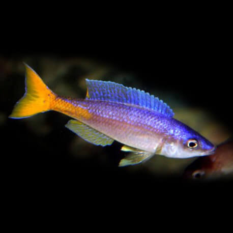 Cyprichromis leptosoma utinta 6 - 8 cm