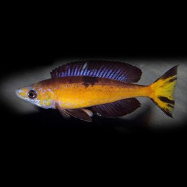 Cyprichromis microlepidotus Kasai XL