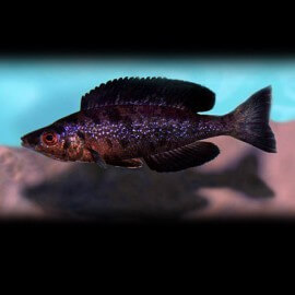 Cyprichromis microlepidotus black 4 - 5 cm