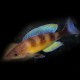 Cyprichromis zonatus 4-5cm