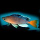 Cyprichromis lept. jumbo katete 5 - 6 cm