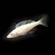 Cyprichromis leptosoma Kitumba albino 5 - 6 cm
