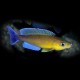 Cyprichromis leptosoma Livua blue orchid 4 - 5 cm