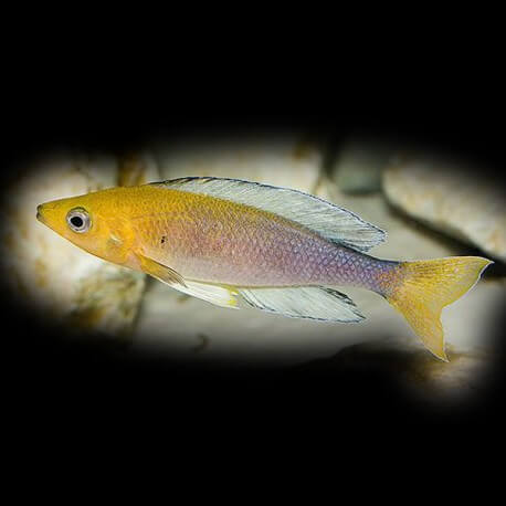 Cyprichromis leptosoma jumbo Nkondwe 6-7 cm