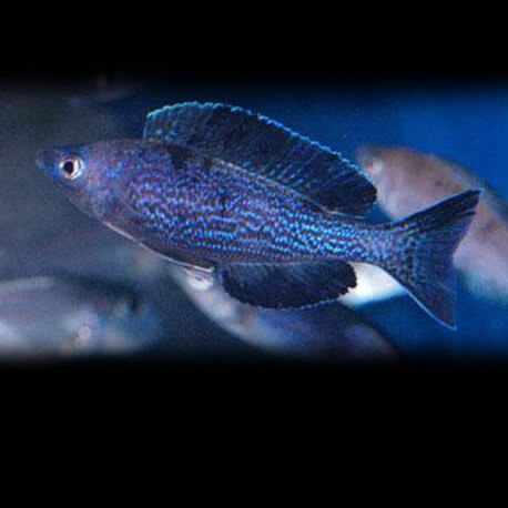 Cyprichromis microlepidotus Kiriza XL