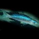 Cyprichromis microlepidotus bulu point XL