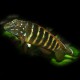 Eretmodus cyanostictus Kigoma 3 - 4 cm