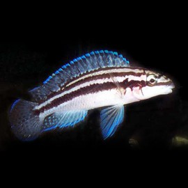 Julidochromis dickfeldi 4 - 5 cm